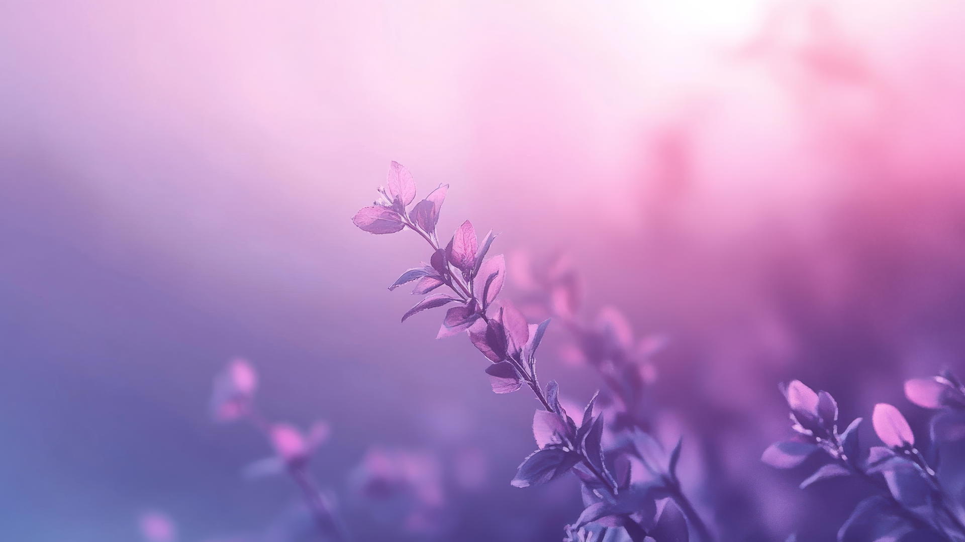 purple aesthetic wallpaper 4k with soft gradients and subtle textures