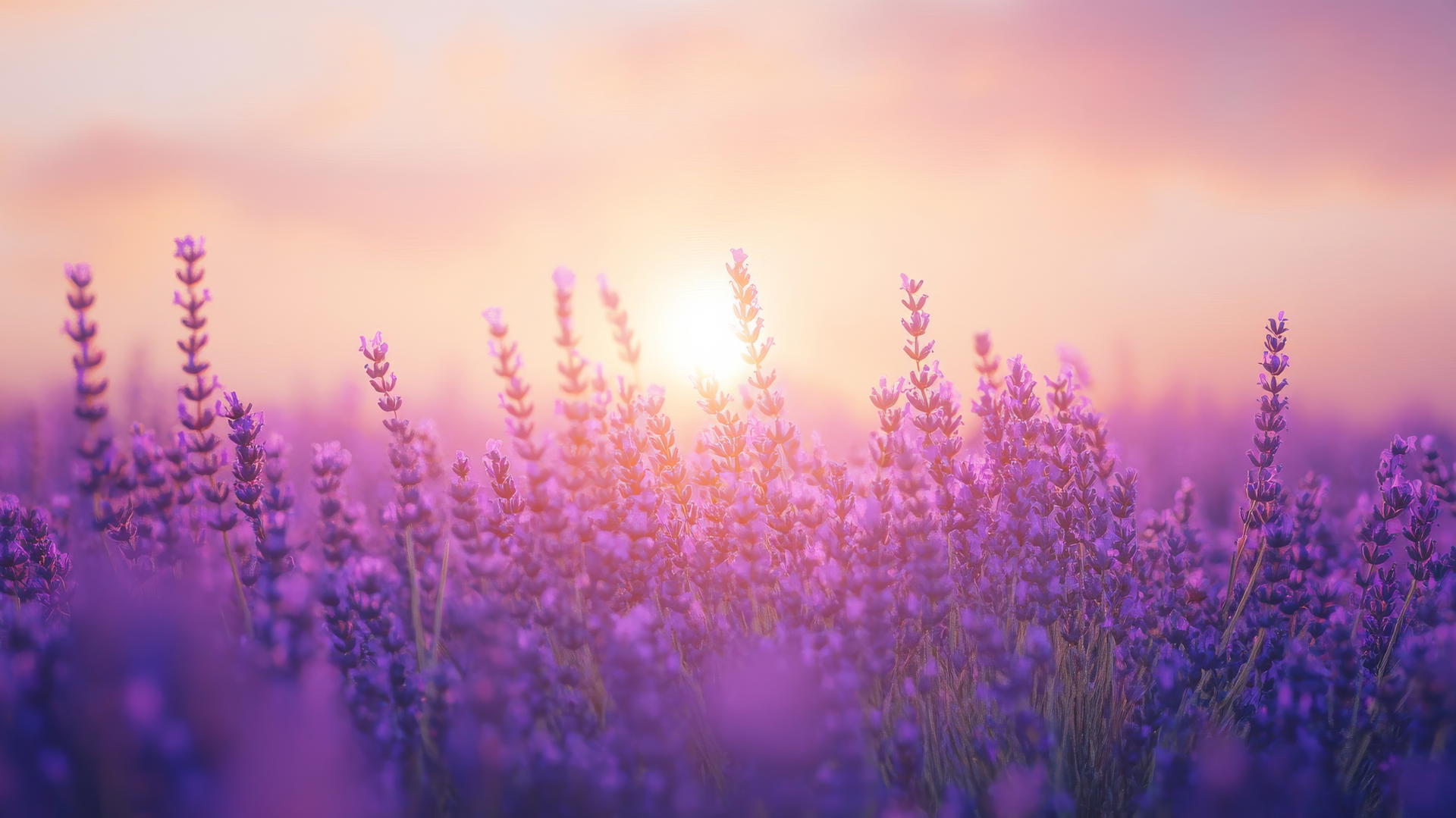 peaceful lavender field with pastel purple sky at sunset, light purple wallpaper