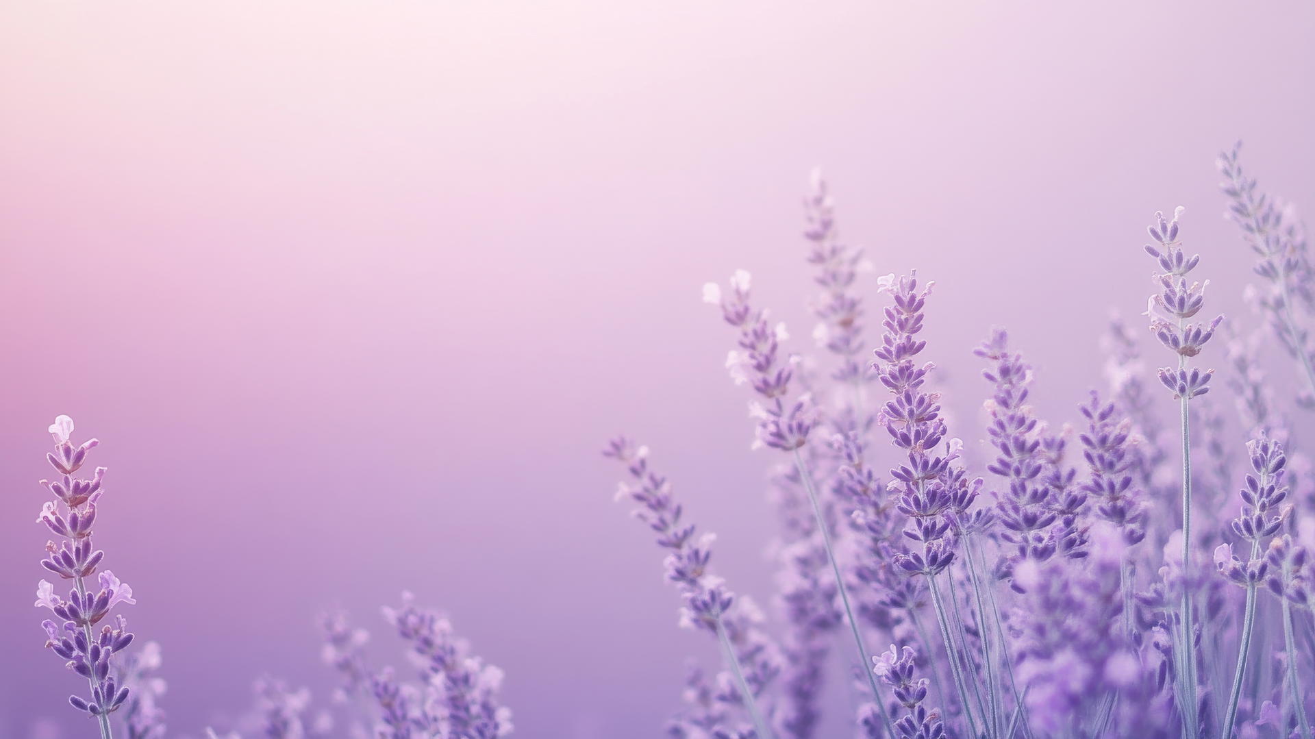purple background wallpaper with lavender flowers in soft focus