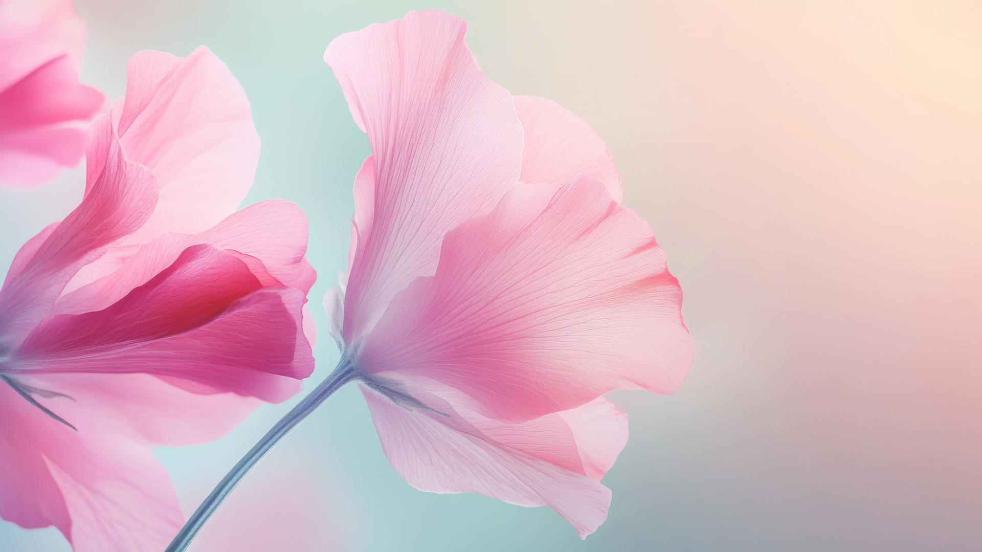 spring wallpaper with delicate petals in soft pastels on a light gradient background