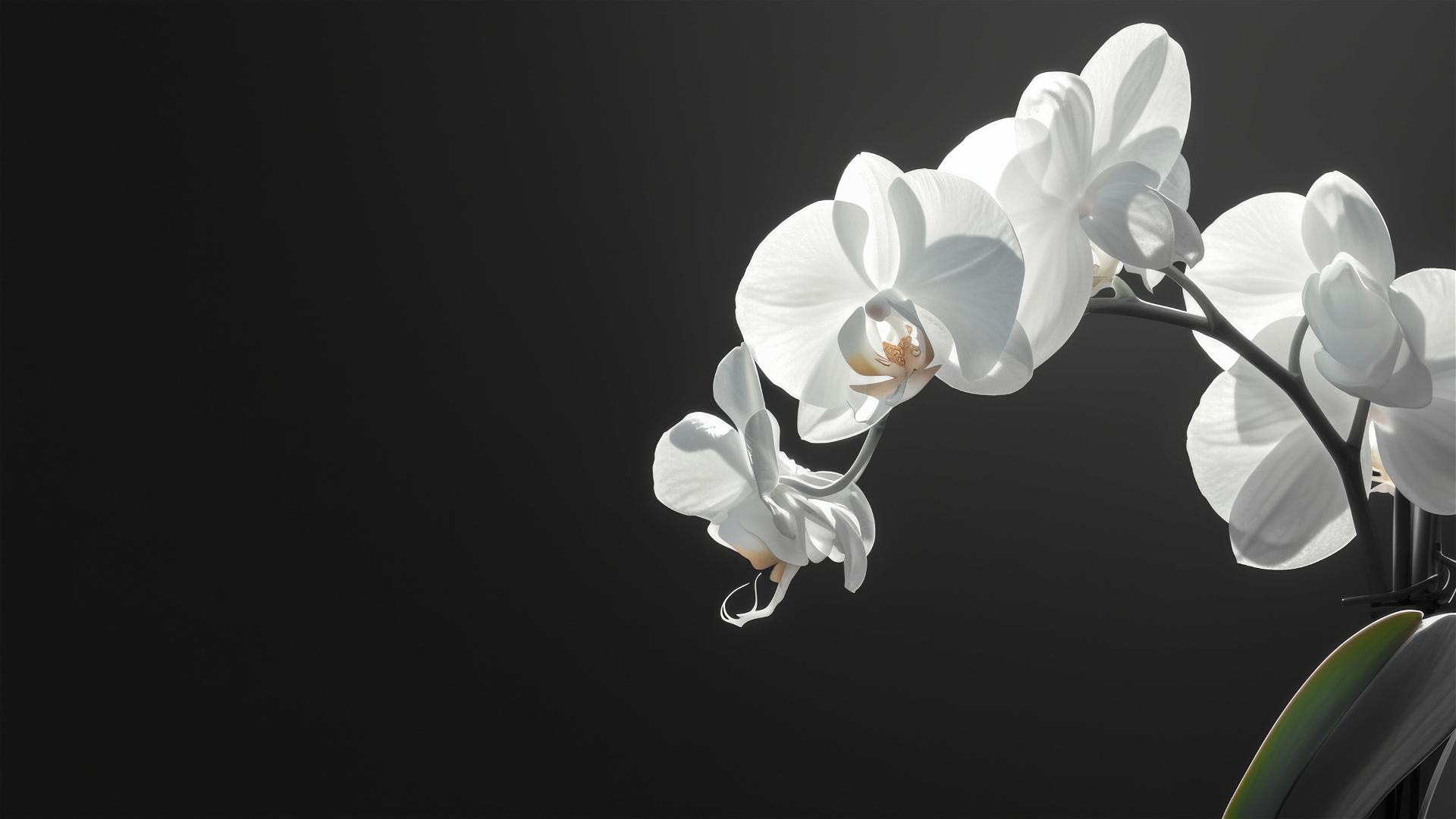 Silhouette of a delicate orchid against a pure black backdrop