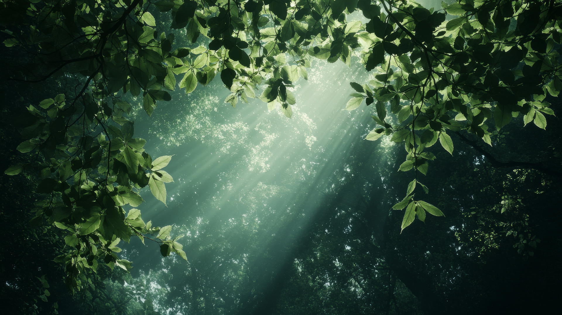 Dramatic dark green forest canopy with light filtering through leaves.