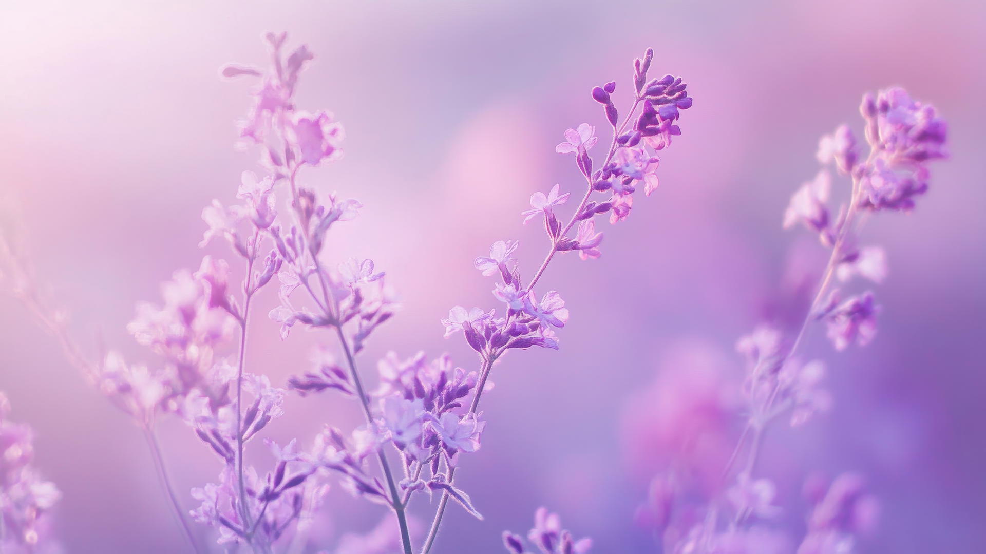 purple aesthetic wallpaper 4k with soft gradients and subtle textures