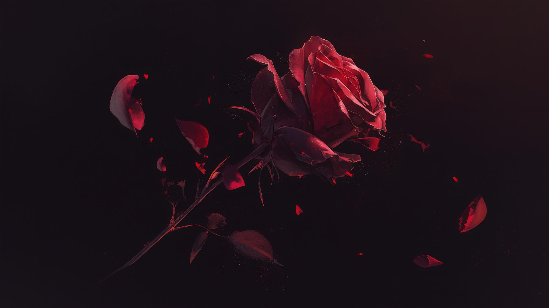Dark burgundy rose petal falling on black canvas, motion blur