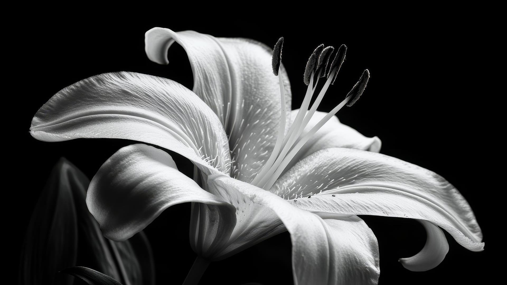 black and white floral wallpaper featuring a close-up of a lily in full bloom