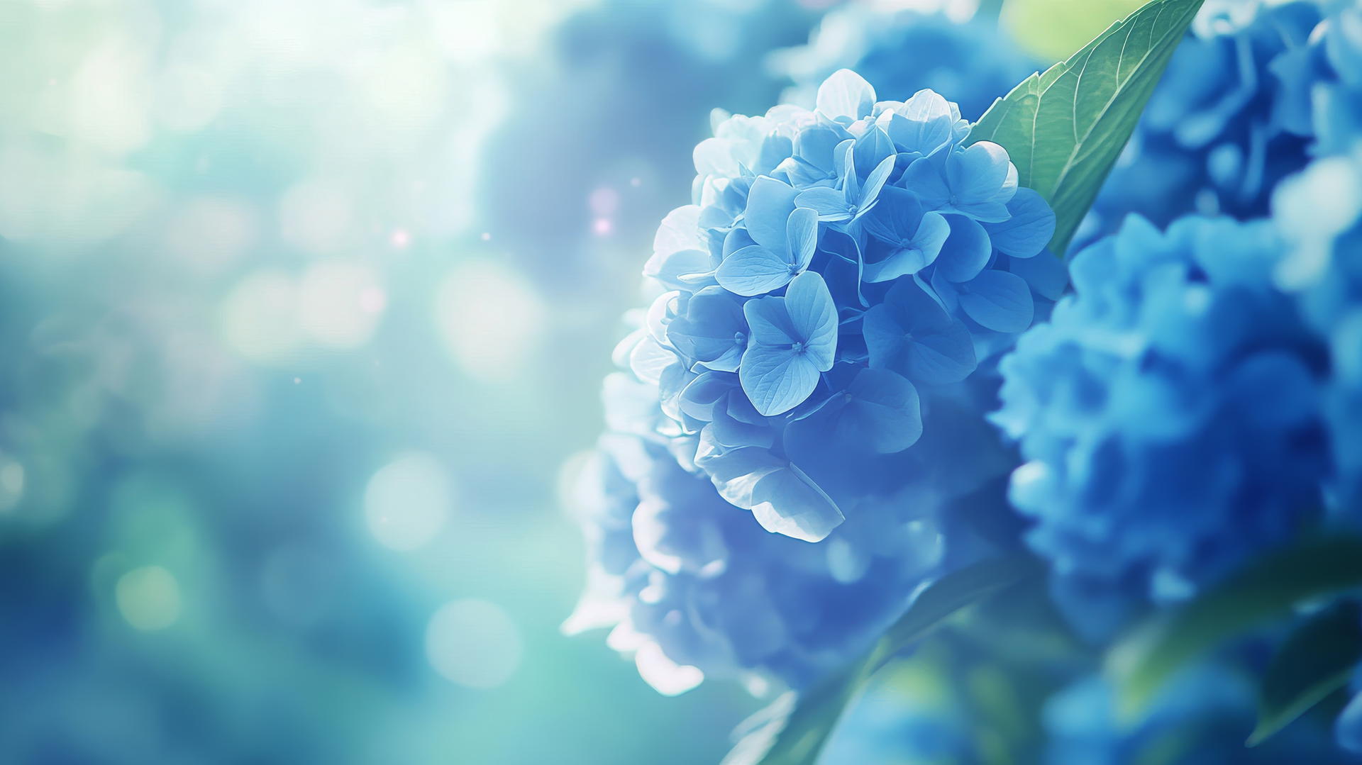 blue flower wallpaper with glowing hydrangea petals