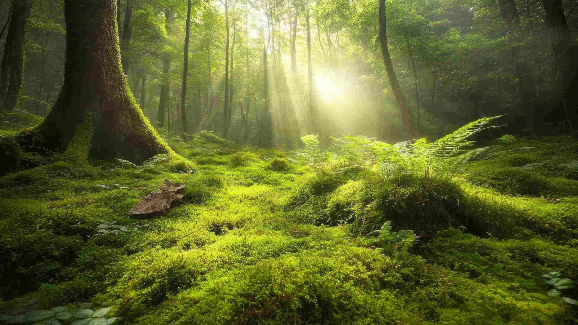 nature aesthetic wallpaper with moss-covered forest floor and gentle light