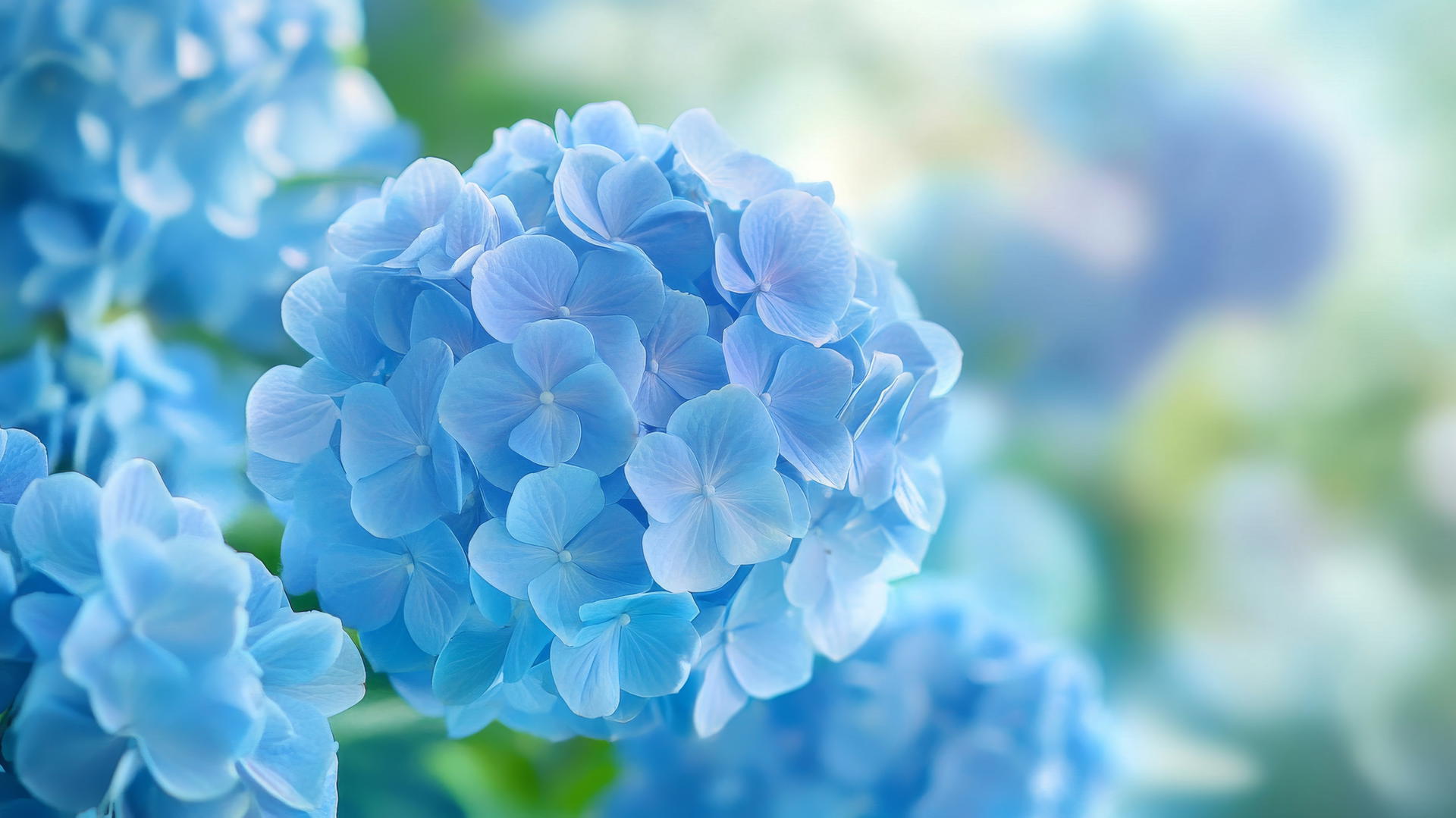 Close-up of glowing blue hydrangea flowers in a tranquil garden.