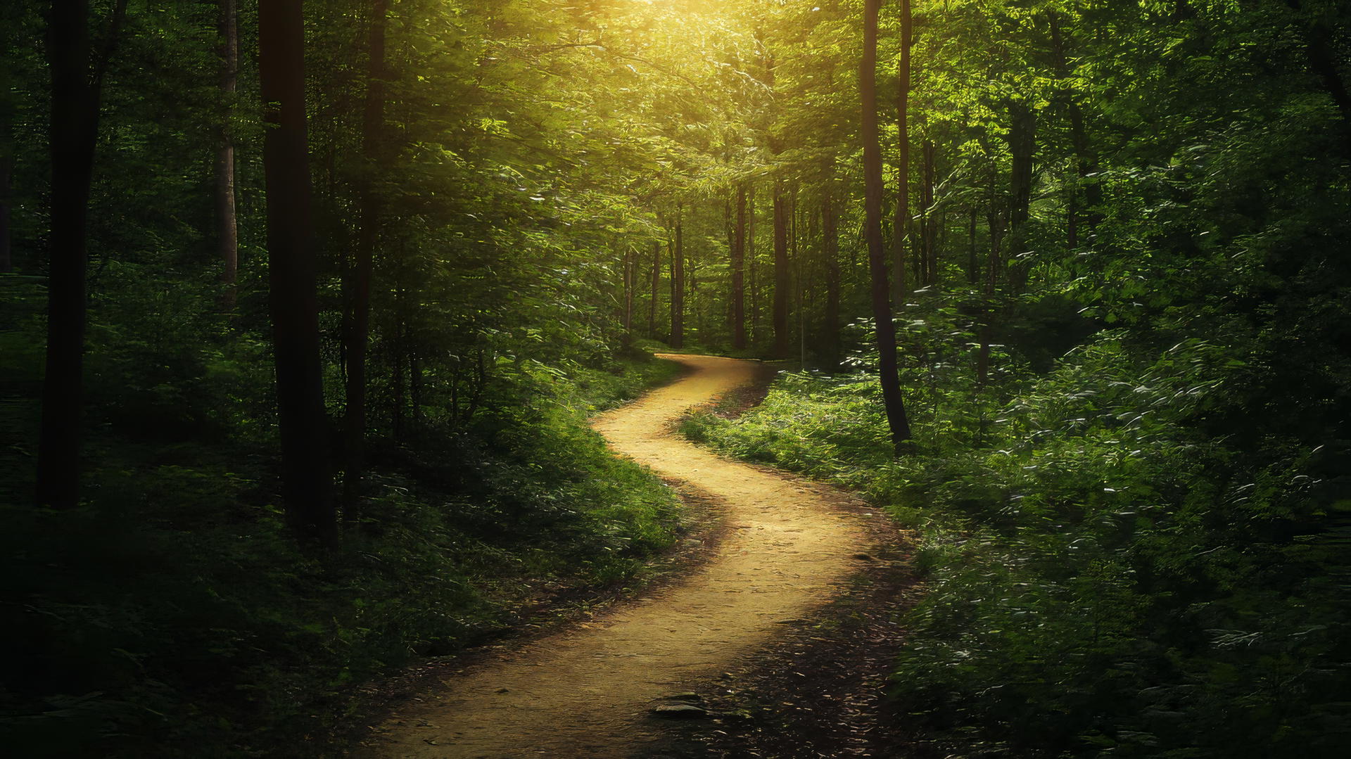 nature aesthetic wallpaper of a winding path through a dense green forest