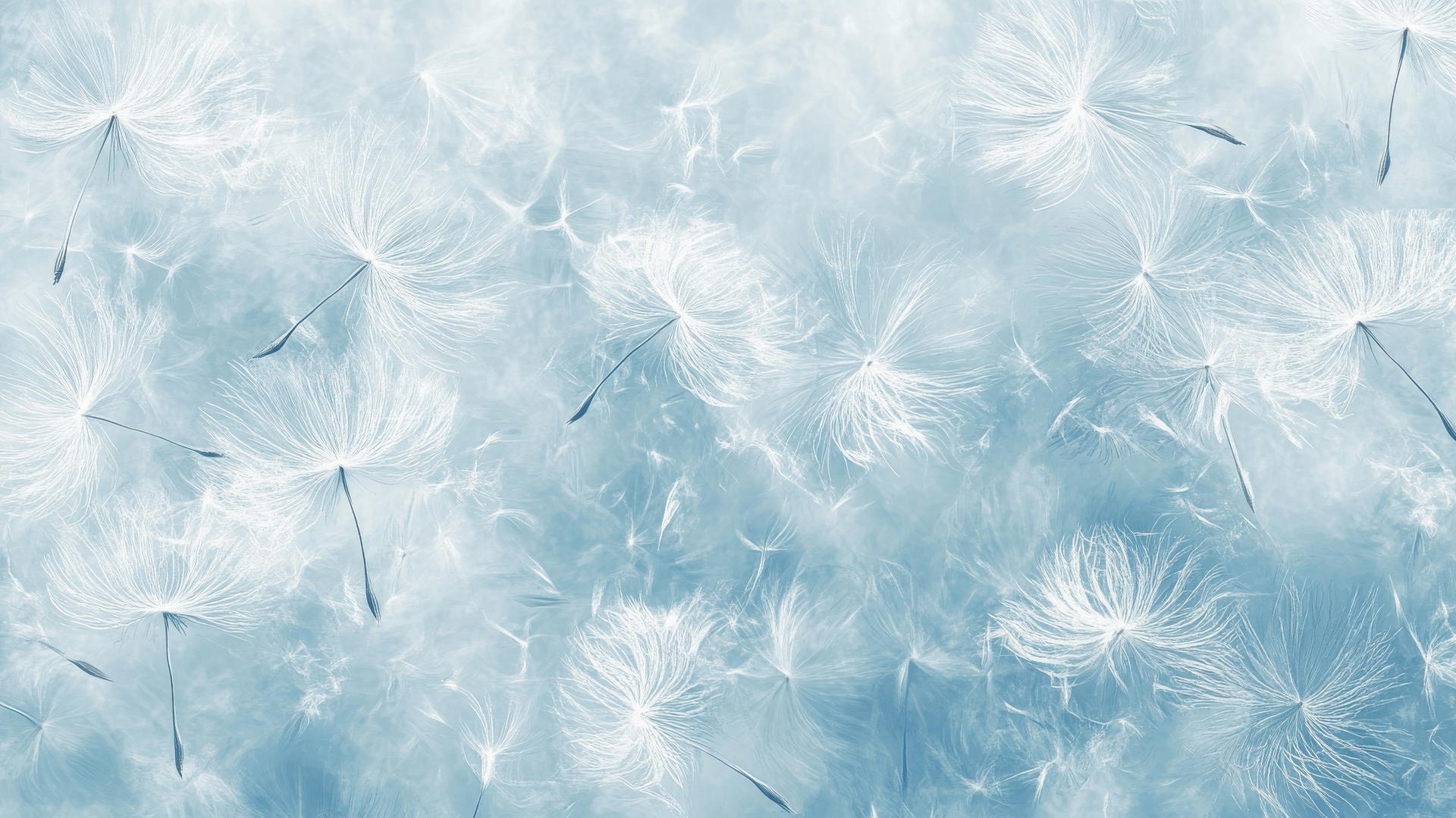 Dandelion seeds blowing in the wind against a light blue wallpaper