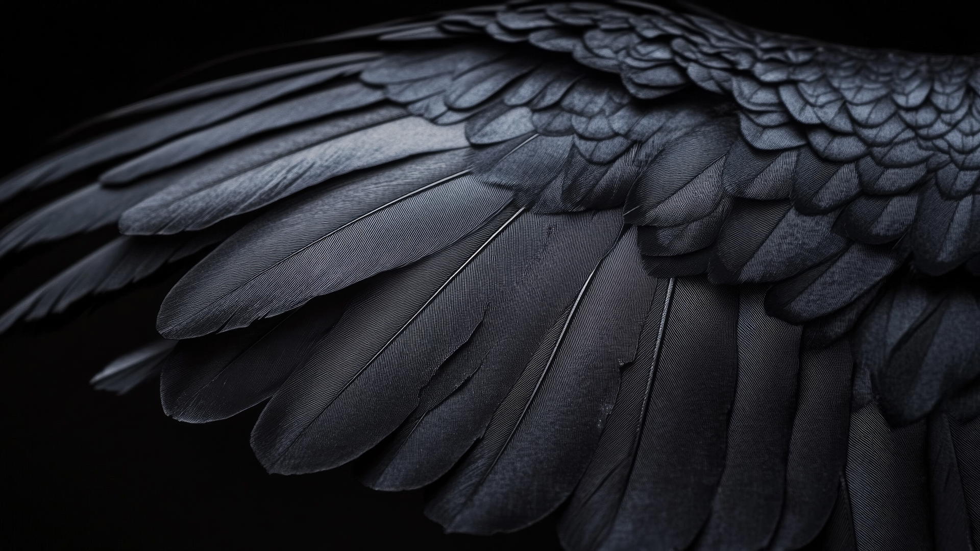 aesthetic wallpaper black raven wing with intricate feather details