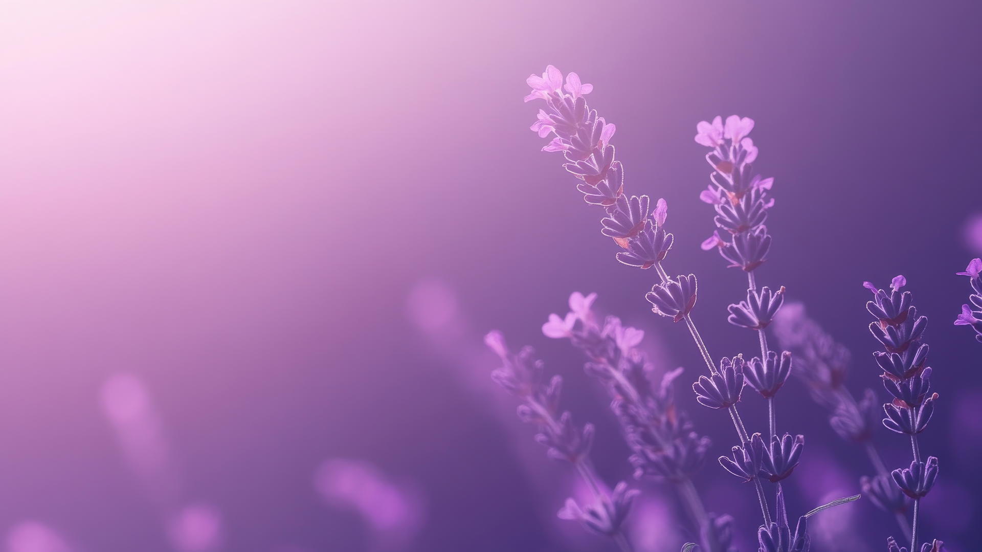 purple background wallpaper with lavender flowers in soft focus against a muted violet gradient