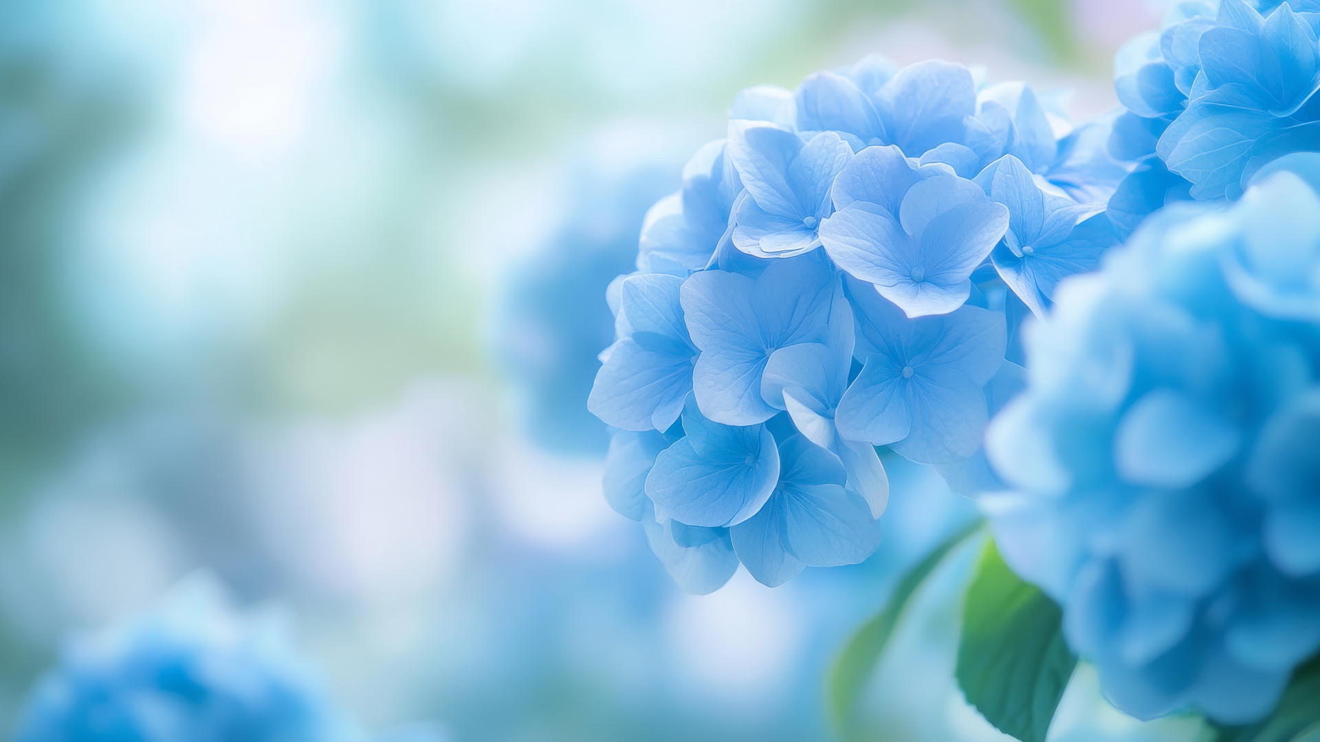blue flower wallpaper featuring a close-up of glowing blue hydrangeas