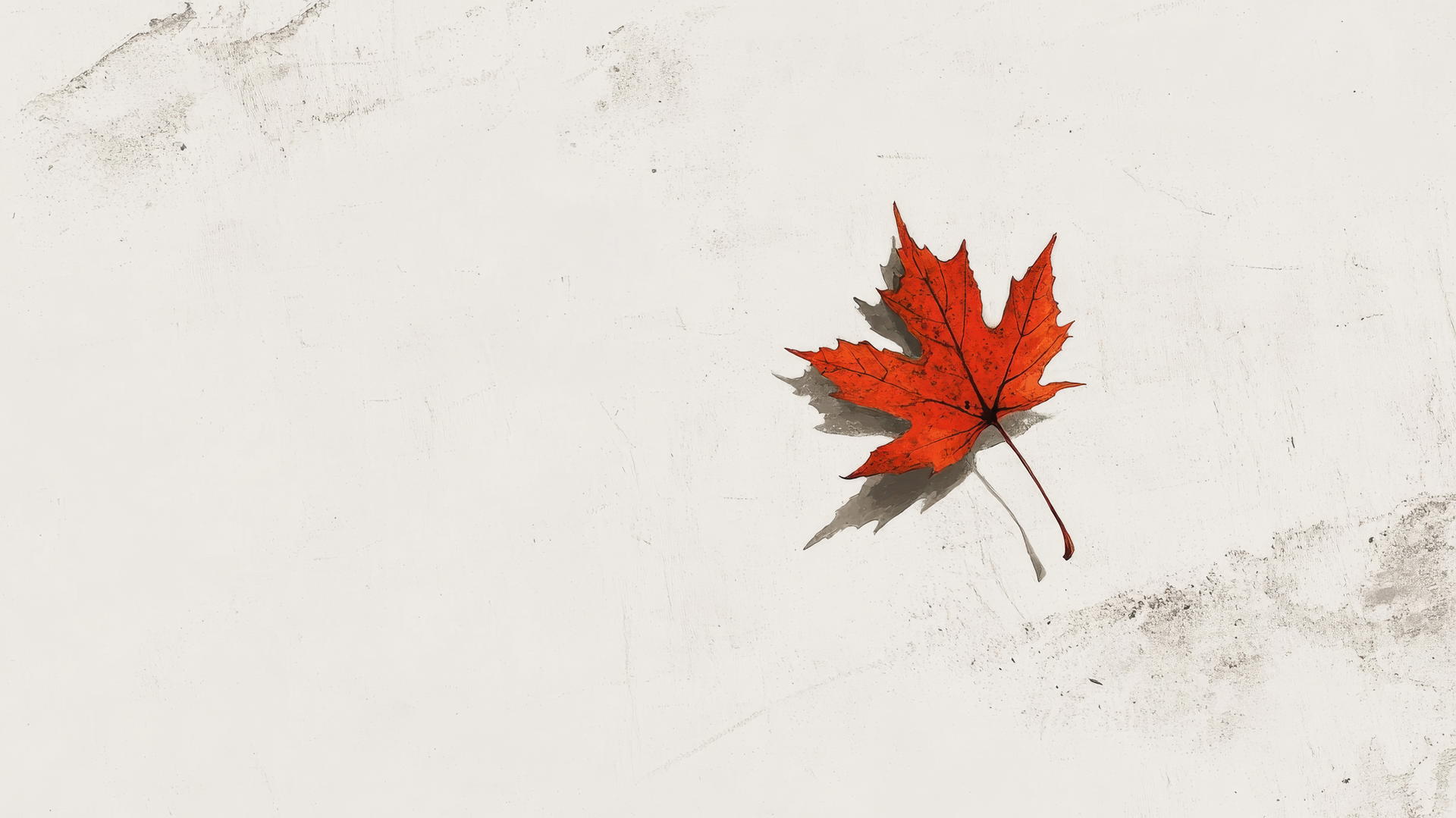 thanksgiving wallpaper aesthetic with single fallen maple leaf on white background