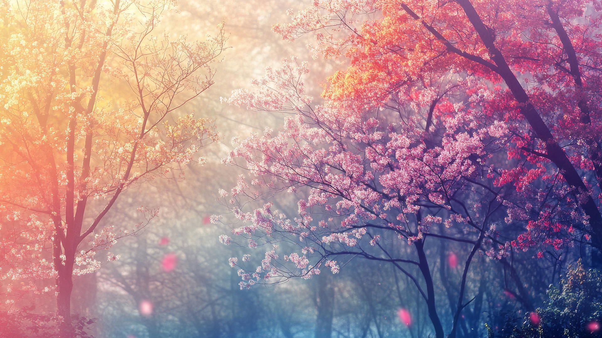 spring wallpaper with blossoming trees and soft sunlight in a forest