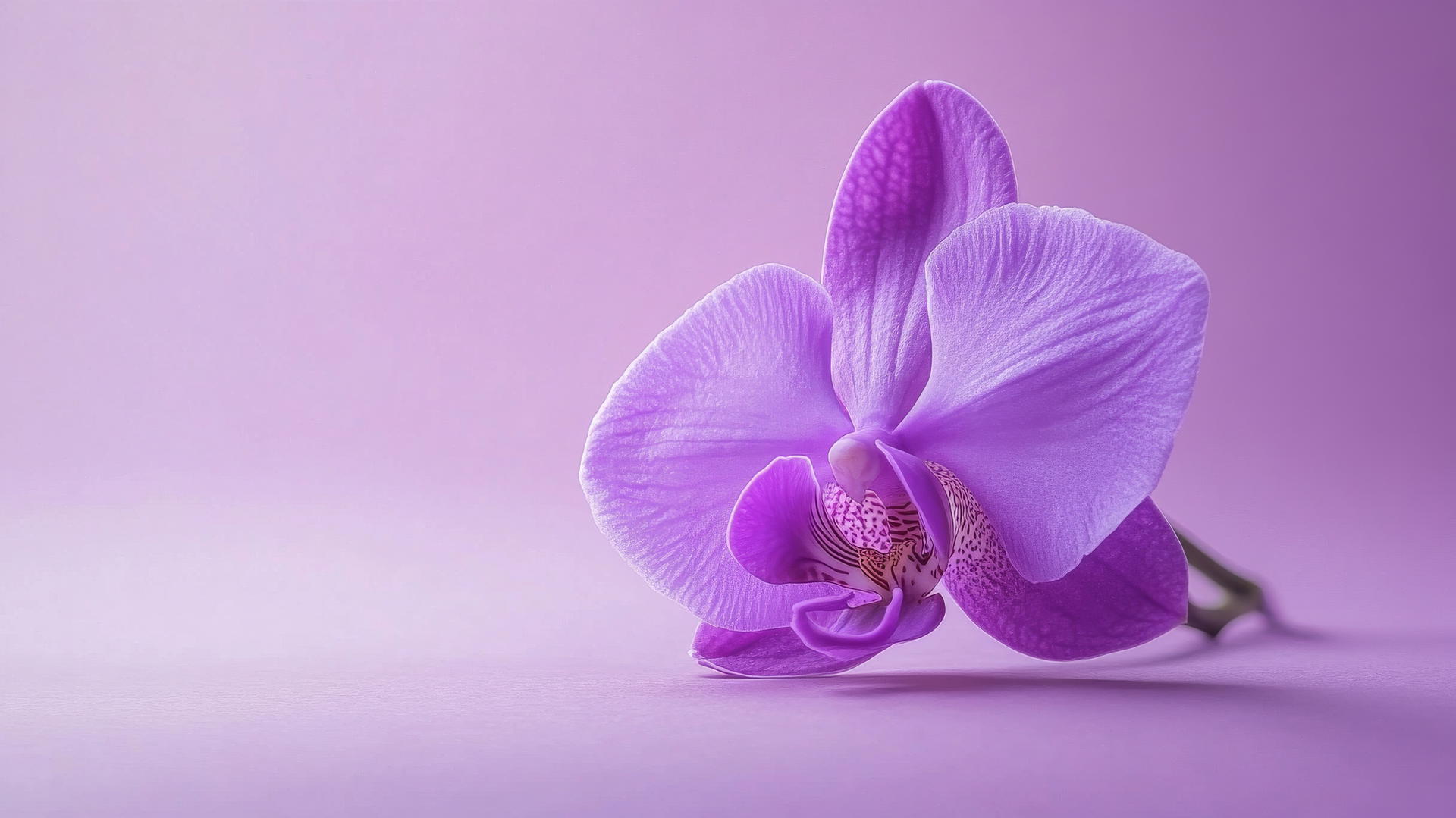 A minimalist purple flower wallpaper with a single elegant orchid bloom in the center, surrounded by a clean, soft lavender background.