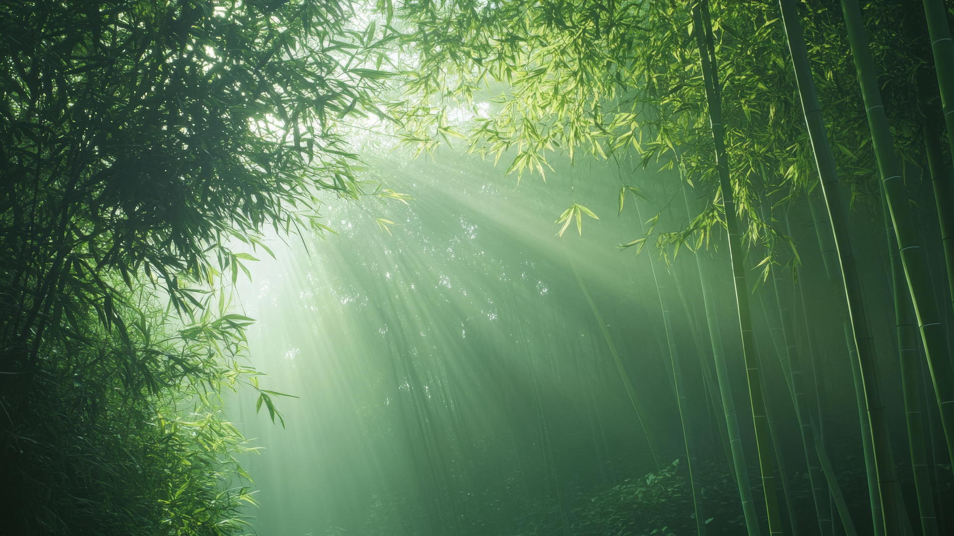 beautiful nature wallpaper 4k of misty morning in bamboo forest