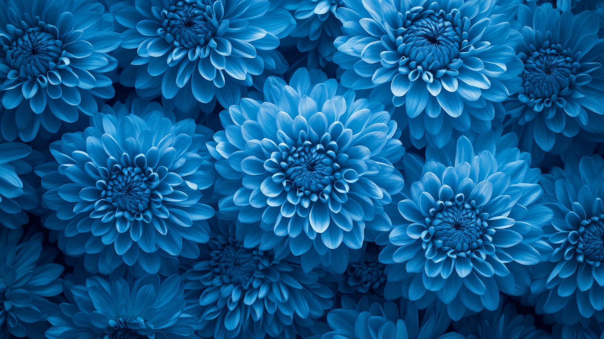 blue flower wallpaper with blue chrysanthemums in full bloom