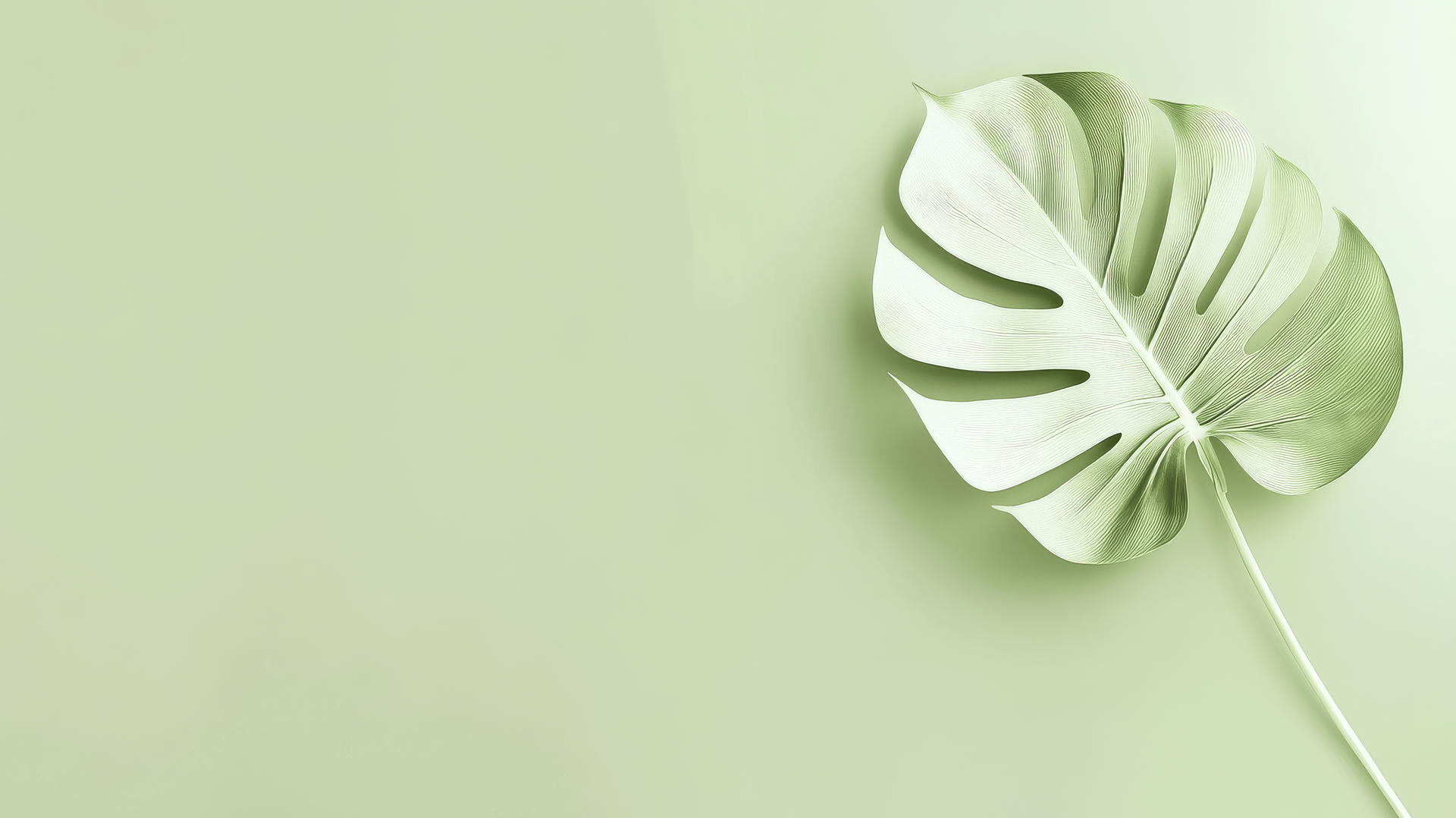 Minimalist light green wallpaper with white monstera leaf silhouette