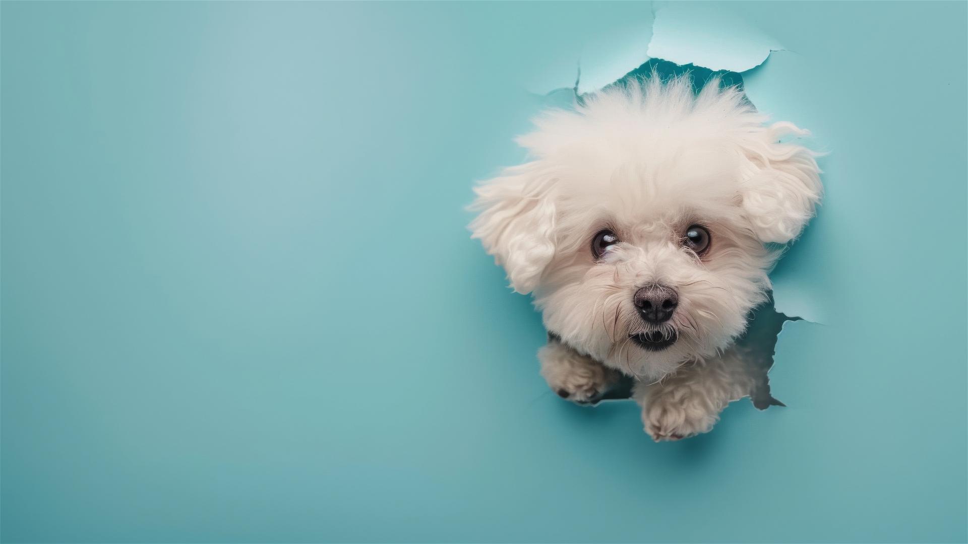 Bichon Frise peeking through hole in sky blue paper