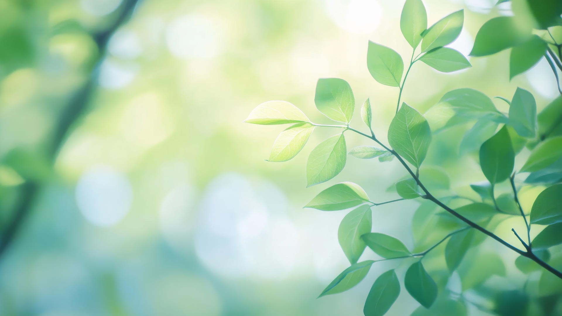light green wallpaper with soft-focus spring leaves and blurred bokeh