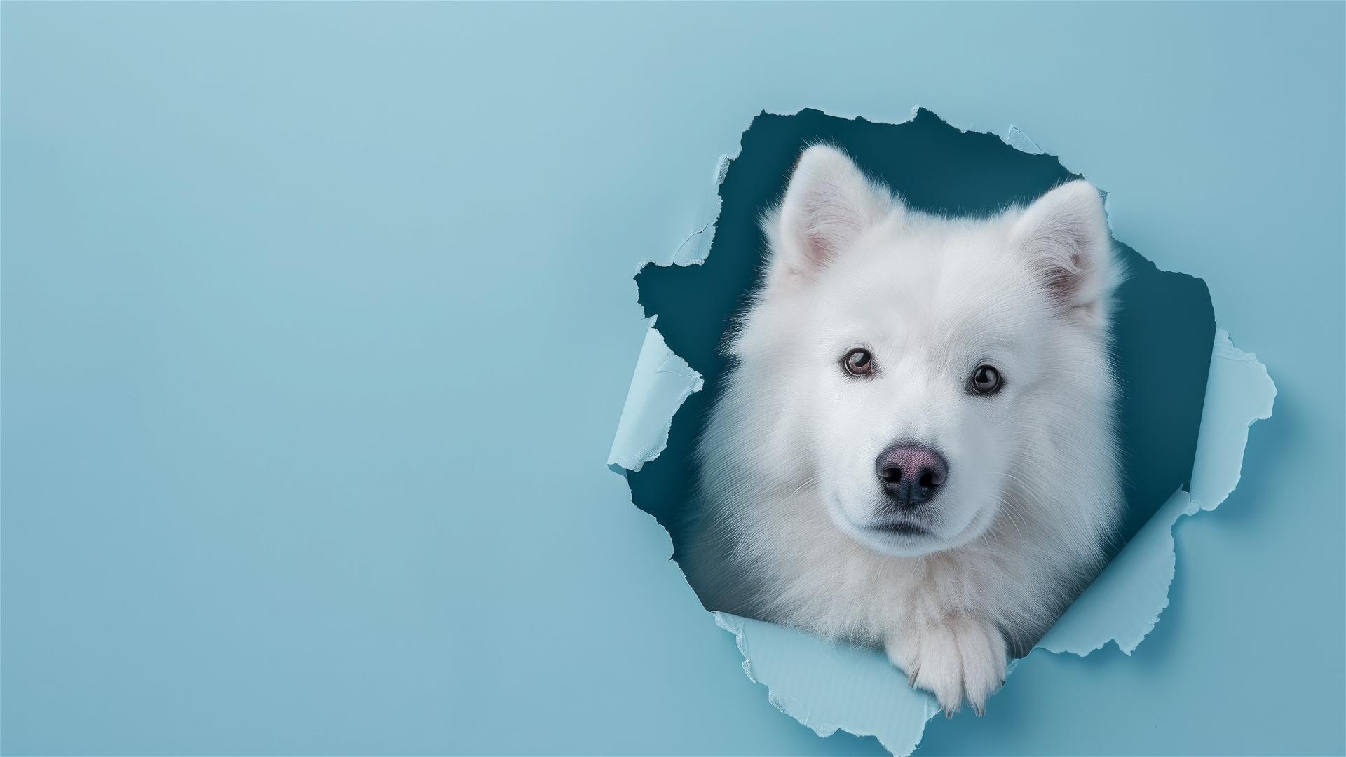 Samoyed peeking through hole in sky blue paper