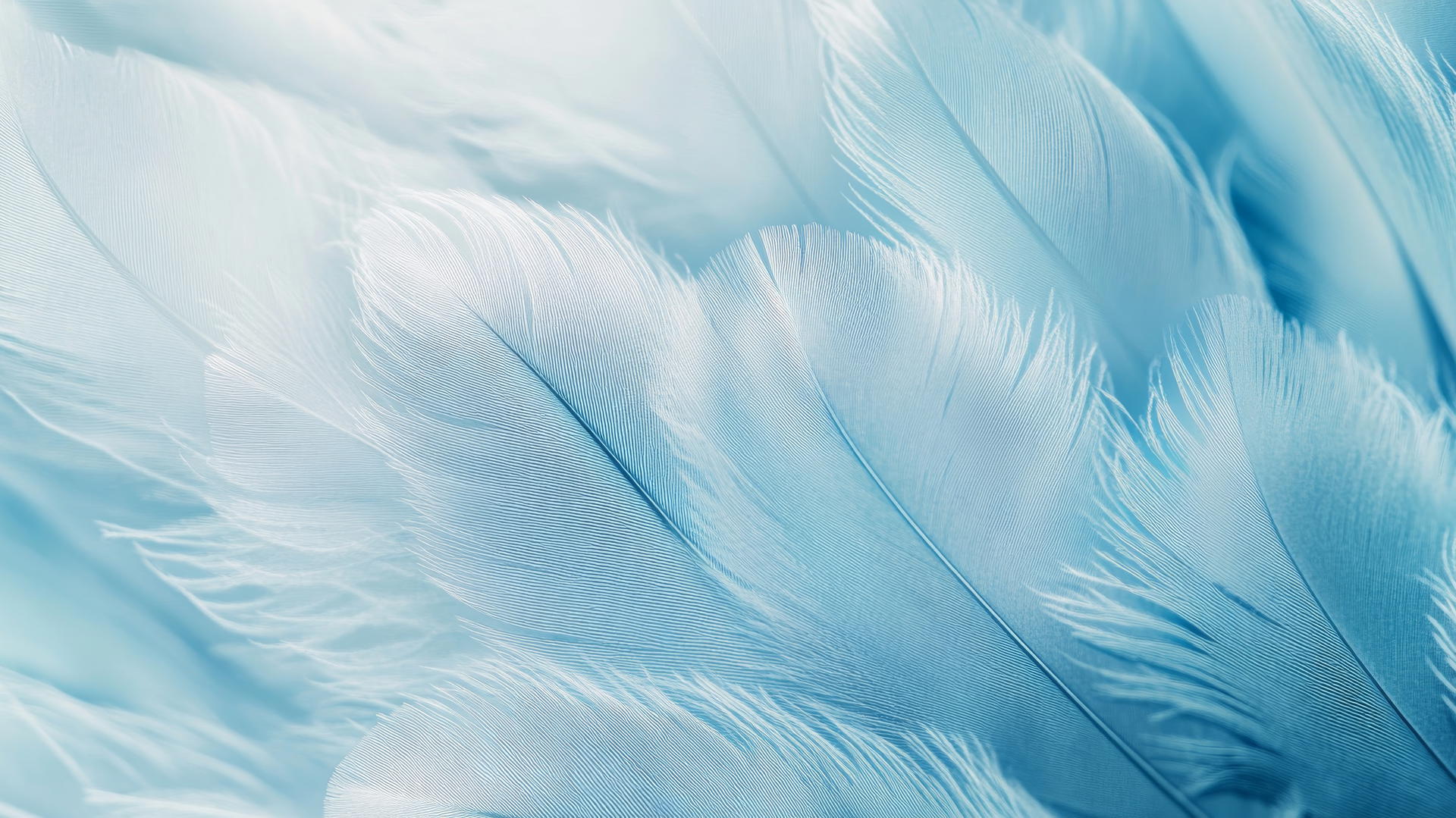 light blue wallpaper with layered delicate feathers