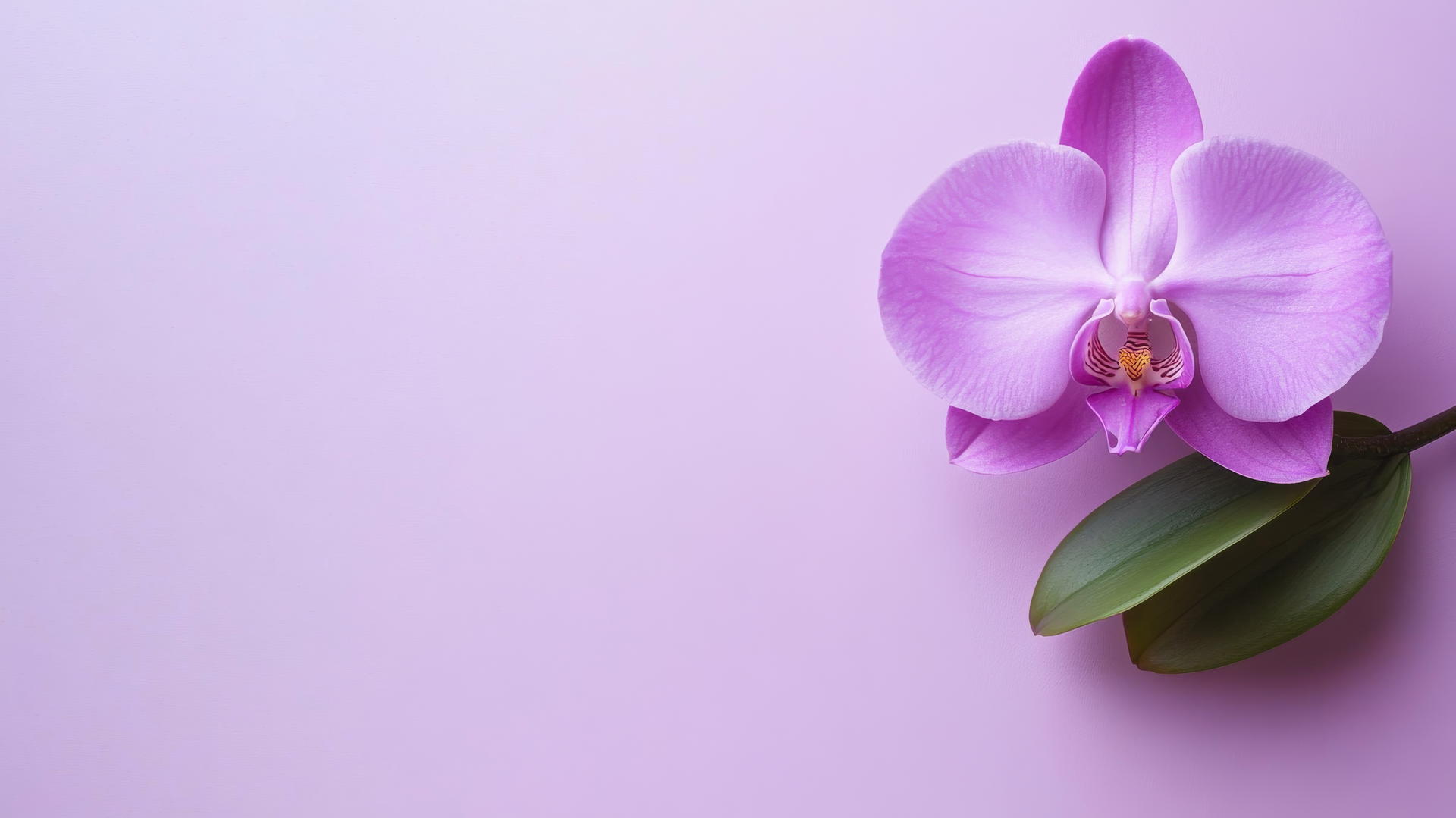 purple flower wallpaper with a single elegant orchid on a soft lavender background