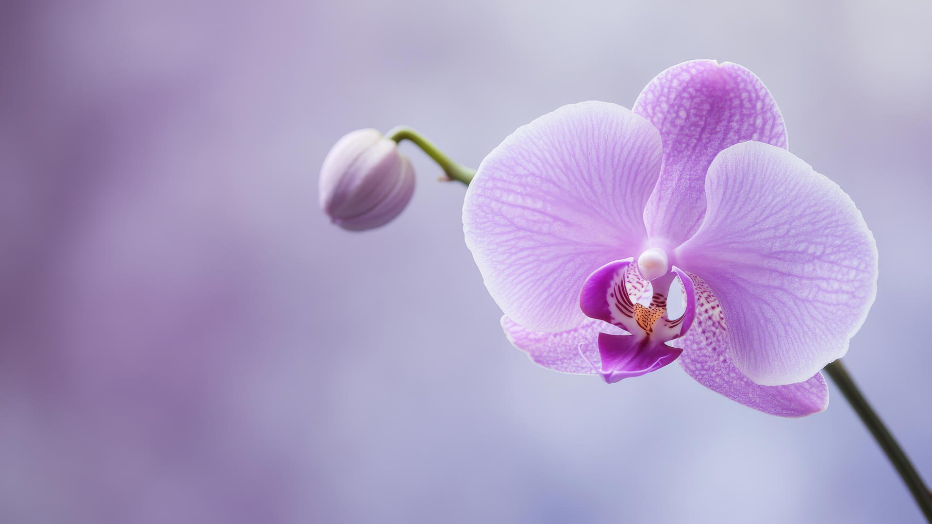 purple flower wallpaper with an elegant orchid on lavender background