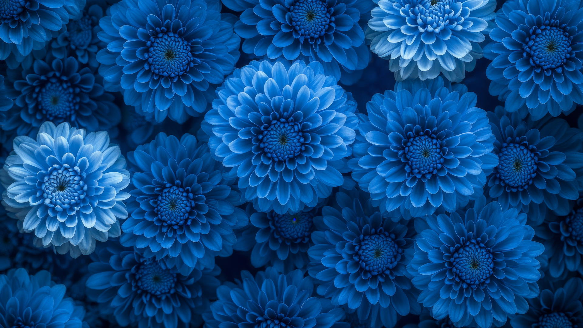 A digital blue flower wallpaper with blooming chrysanthemums.