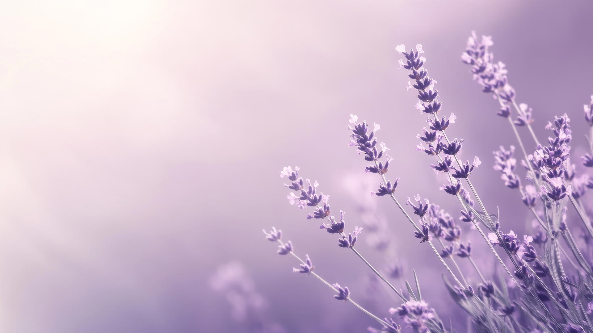 A nature-inspired purple background wallpaper with delicate lavender flowers in soft focus