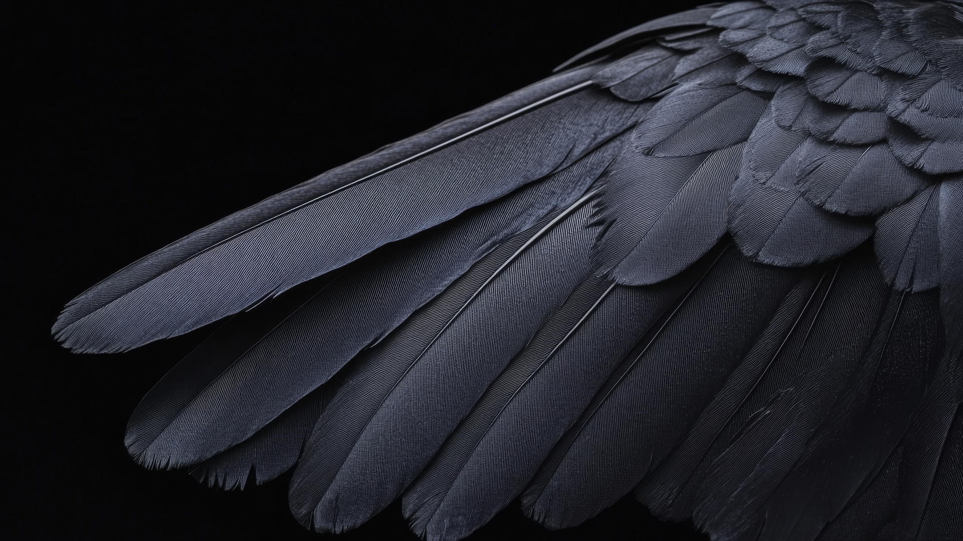 aesthetic wallpaper black raven wing with intricate feather details