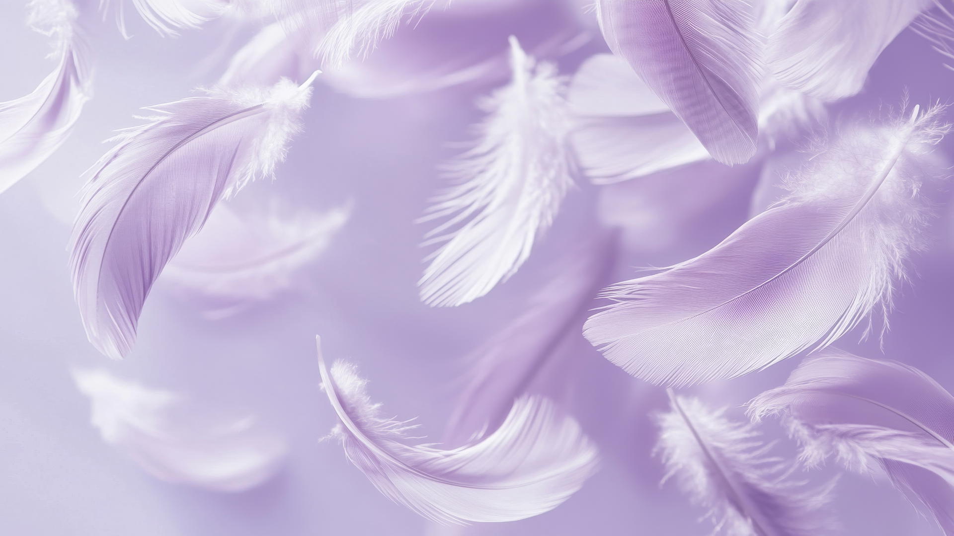 light purple wallpaper with floating light feathers on a lavender background